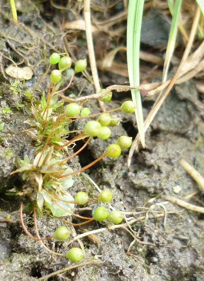 Common Bladdder Moss