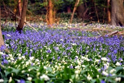 bluebells