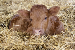 new calf in the straw
