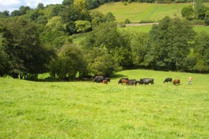 cows at pasture