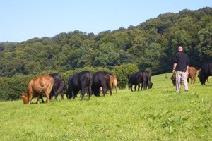 cows under abbey wood