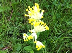 cowslip