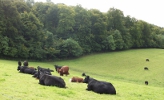 cows grassland and woodland