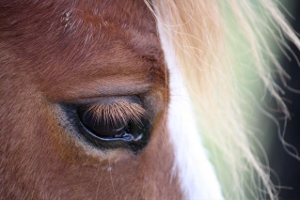 marcus horse