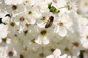 bee in plum blossom spring 2011