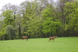 horses