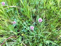 red clover