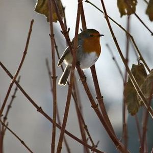 robin at farm spring 2011