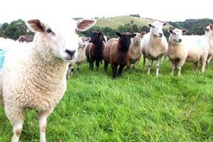 stroud slad farm sheep