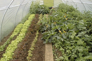 veg in one of the polytunnels